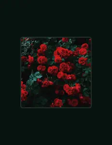 Listen to Mango Rose, watch music videos, read bio, see tour dates & more!