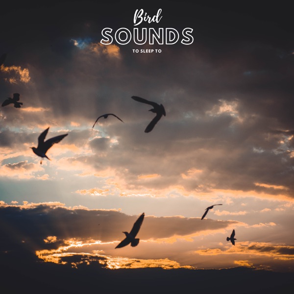 Birds Sounds To Sleep To - EP