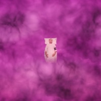 Rosa - Single - CORNETTI