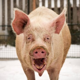 Road Hog Pritty