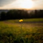 A Tender Heart