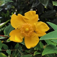 Call Me In the Evening (feat. Scooby) - Single - Swami G