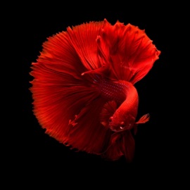 Live Without You Daphya