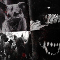 STRAYDOGZ (feat. Yn Krol) - Single - Kasatka GX