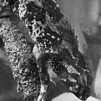 ****** - Miles Thompson