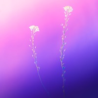 Weed Therapy - Single - Musqitone