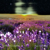 Dancing Lights - Single - Angelo Nicola Giuliano