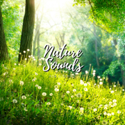 Nature Sounds For Sleeping - EP - Cricket Sounds, Nature Sounds Collabo & Zen Master