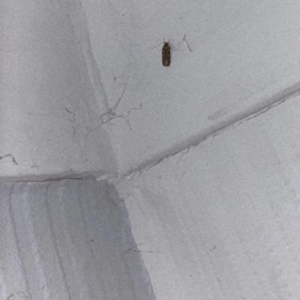 Red Alert (feat. Hix) hiraeth