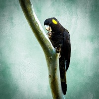 REVELRY - Single - cln