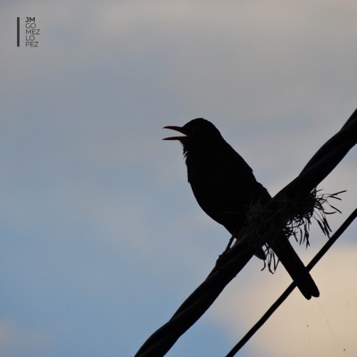 Pájaro Negro - Single