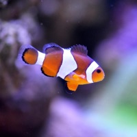 Nemo (Instrumental) [Instrumental] - Single - Finch Beats