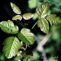 Trouble She Brings - Single - Omanji Sinkala