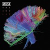 Muse