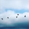 Fine Line (feat. Nathan Peter Illes) - Aurore Sibley lyrics