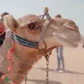 Sahara