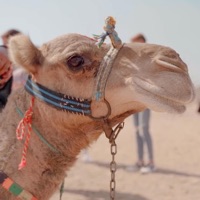 Sahara (Remix) - Single - Drinche