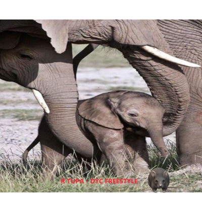 Dyc Freestyle - Single