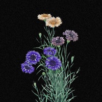 Po Žiedais Rugiagėlių - Single - Tyfaz