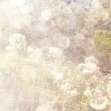 Poemme - Forest Hymn