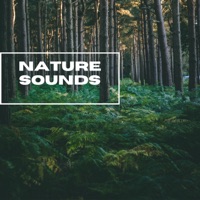 Nature Sounds - Forest Sunrise Sounds - EP - Natural Sounds Selections, Nature Sound Collection & Zen Sounds