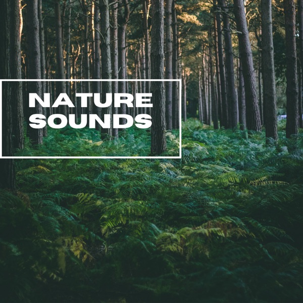 Nature Sounds - Forest Sunrise Sounds - EP