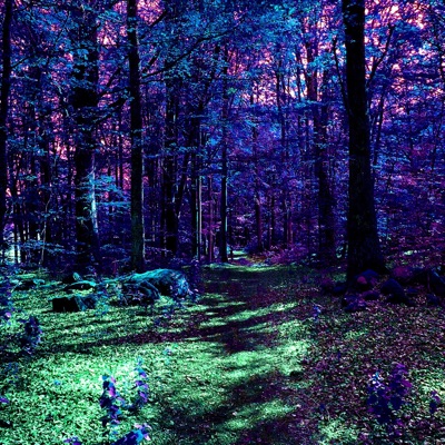 Forest At Night - Single