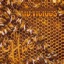 The Hive