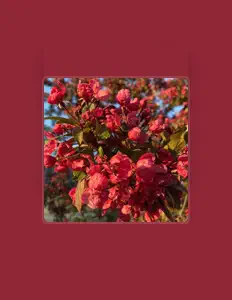 Listen to Alaskan Flower, watch music videos, read bio, see tour dates & more!