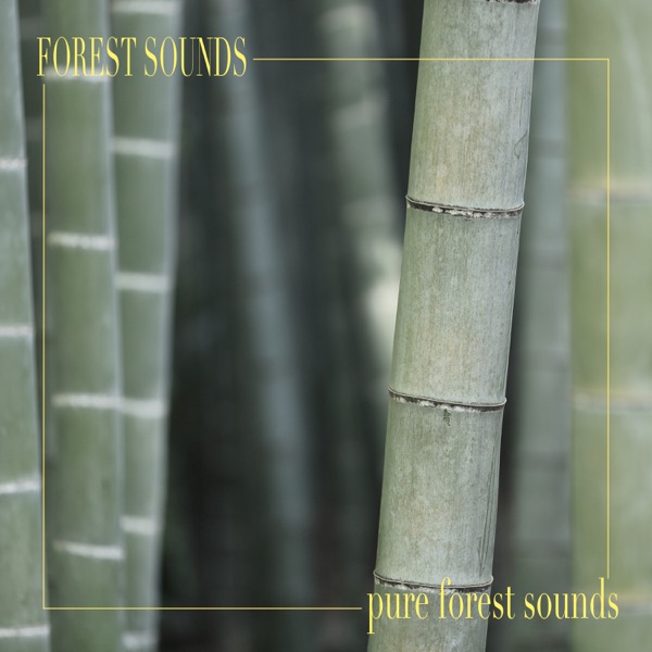 Pure Forest Sounds