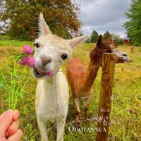 Odotan sua - Single - Sidot