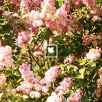 Not Your Fault - Single - Autumn Keys