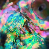 Shell - Single - St.Bedlam