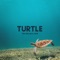 Turtle - The Ska Jazz Unit lyrics