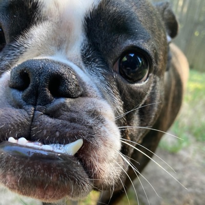 PitBull (Dog Drool) - Single