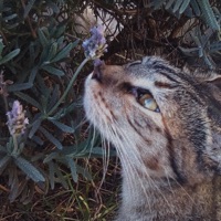 Falling Leaves - Single - Hyperparadise