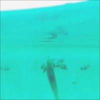 Kaname (feat. Shota Aratani (Yonawo)) - Single - jizue