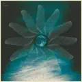 Sunspin
