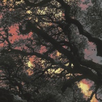 Night grove - Single - Ymori