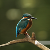 Sons De Pássaros Cantando, Reserva de Sons Naturais & Sons Da Floresta - Pássaros da Manhã  arte