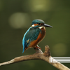 Pássaros da Manhã - Sons De Pássaros Cantando, Reserva de Sons Naturais & Sons Da Floresta