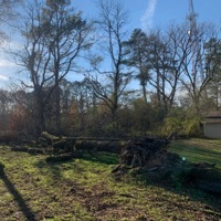 Great White Oak - Single - American Teleport