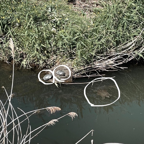Find a Turtle