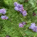 Innocent Dreams