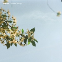 Shinee Bumps - Sakura