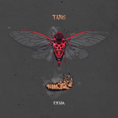 Cicada