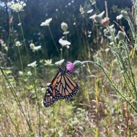 Butterfly Freestyle - Single - Aug4st Gr3Y