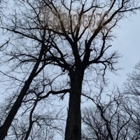 13th (feat. Michael Link) - Single - TrippplesiX