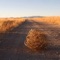 Tumbleweed artwork