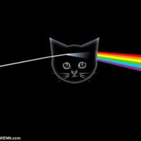 9Lvs - Single - Candee-Cain